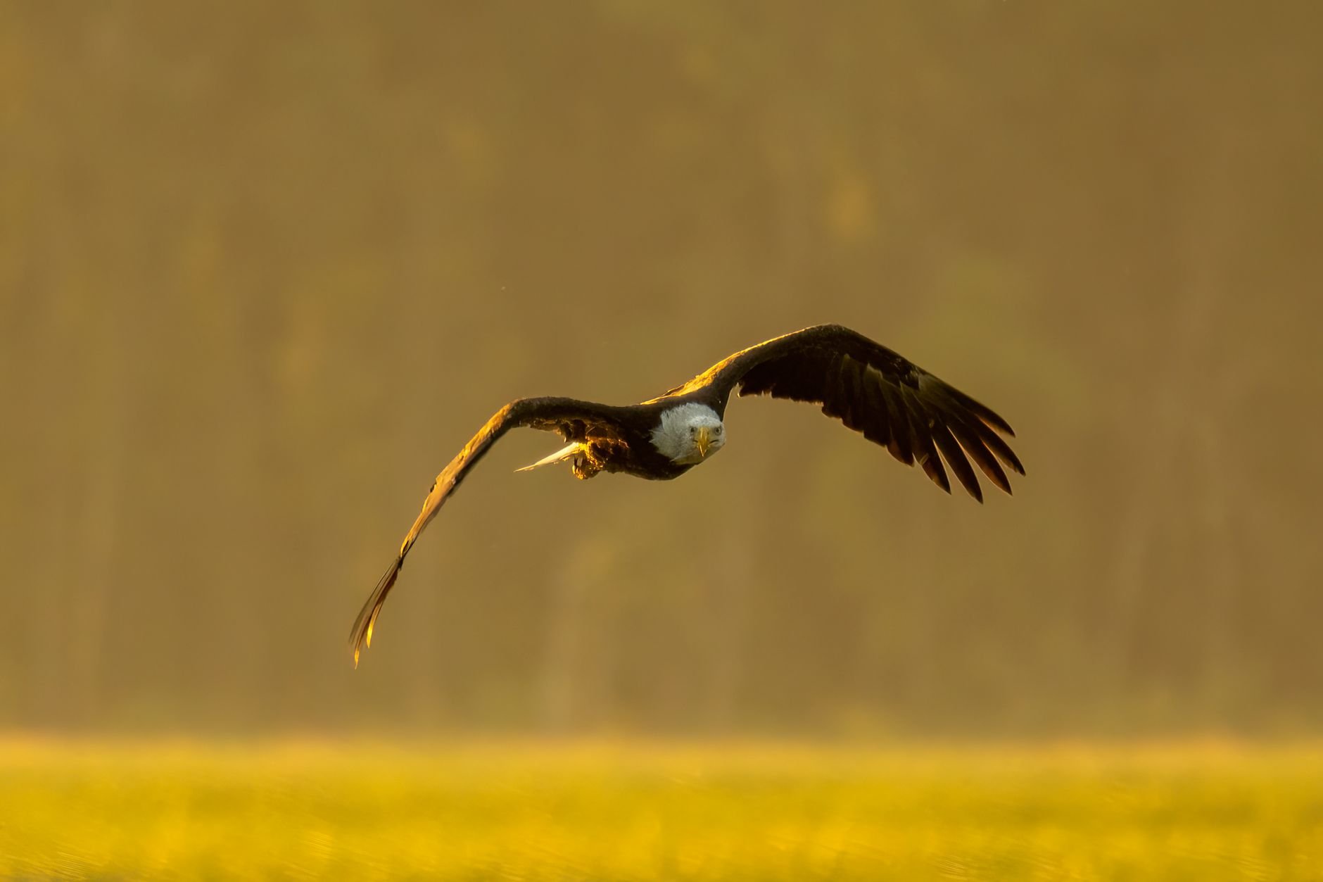 Bald eagle in flight over misty river at golden hour