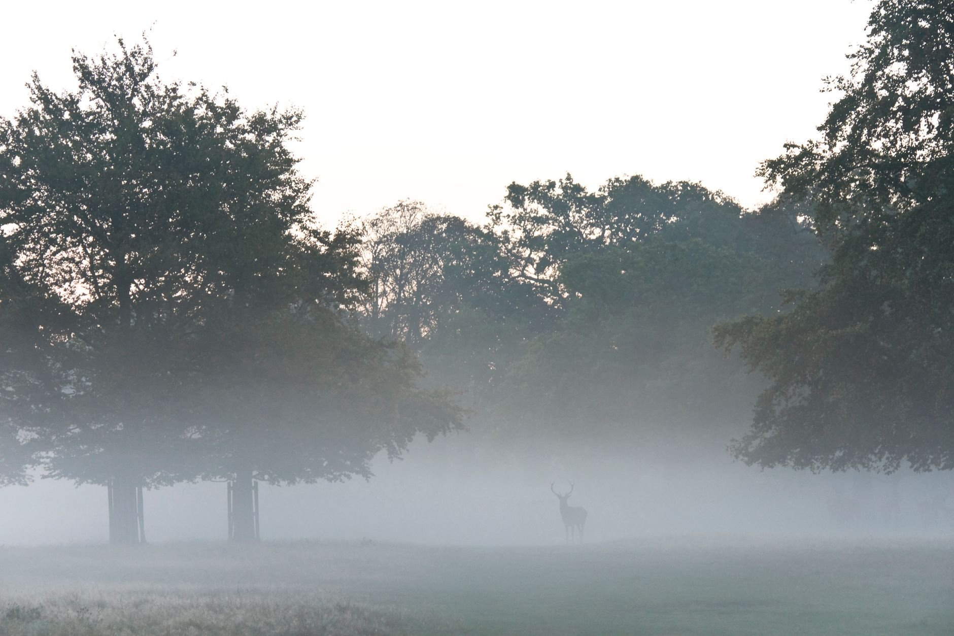 Serene misty forest at dawn with a solitary deer emerging from the fog