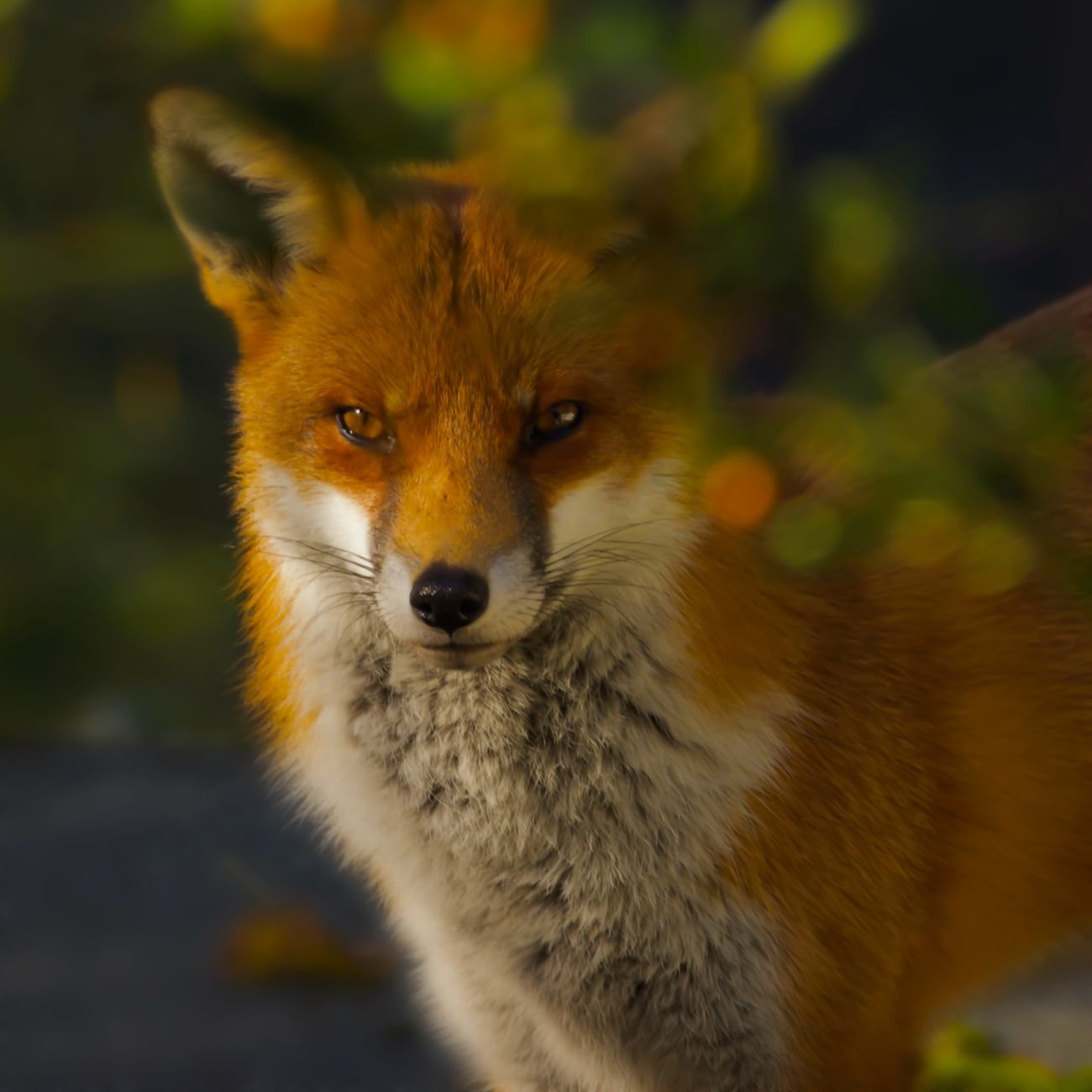 Close-up portrait of a red fox with lush fur in a natural setting