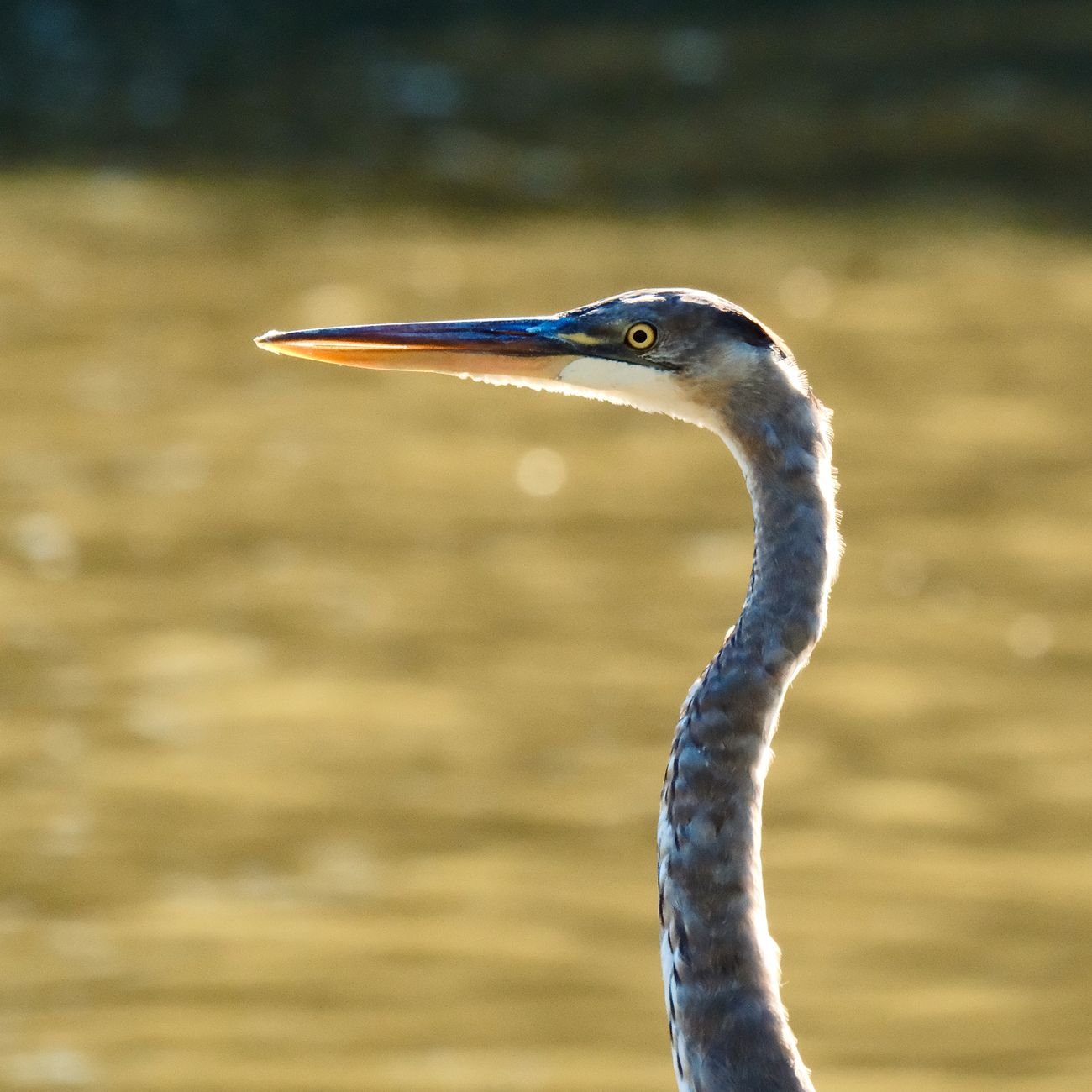 Great Blue Heron in profile beside shimmering water